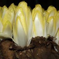 Цикорий Цезарь за 0,25 г