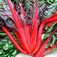 Мангольд Кобзар за 0,5 г