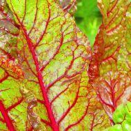 Мангольд Кобзарь за 0,5 г