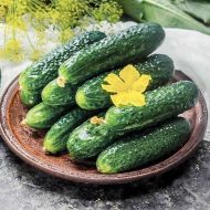 Огірок Степовий F1 за 1 г