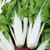 Мангольд Лукулус зеленый за 3 г