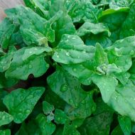 Шпинат Новозеландский за 2 г