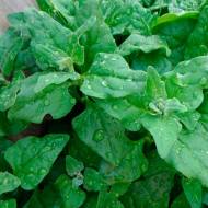 Шпинат Новозеландский за 2 г