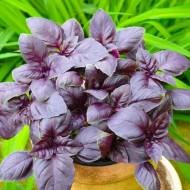 Базилік Гвоздичний червоний за 0,5 г