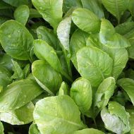 Горчица салатная за 1 г