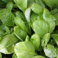 Горчица салатная за 1 г