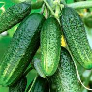 Огірок Бабусин внук F1 за 0,5 г