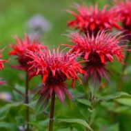 Монарда Бергамот за 0,1 г