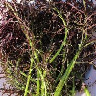 Мизуна красная за 0,5 г