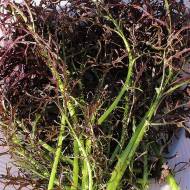 Мизуна красная за 0,5 г