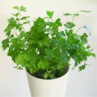 Петрушка Балконная крупнолистовая за 3 г