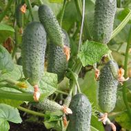 Огірок Буян F1 за 10 нас.