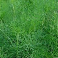 Укроп кустовой Салют