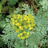 Рута душистая за 0,1 г