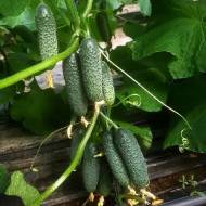 Огірок Весела компанія F1 за 10 нас.