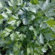 Петрушка Листовая Хозяйка