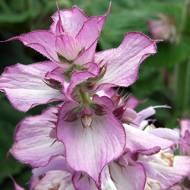 Шалфей Мускатный за 0,2 г