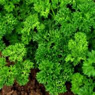 Петрушка кучерява (листова)