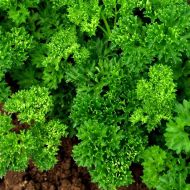 Петрушка кучерявая (листовая)