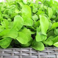 Рукола Пасьянс F1 за 1 г