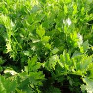 Селера Ніжна (листова) за 1 г