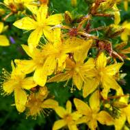 Звіробій лікарський за 0,05 г