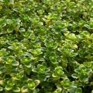 Чебрець (тим’ян) за 0,2 г