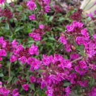 Чабрец (тимьян) за 0,2 г