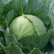 Капуста Подарунок за 0,5 г