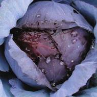 Капуста Гако 741 за 0,5 г