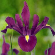 Ірис голландський Romano