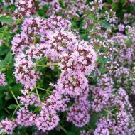 Орегано (материнка) за 0,1 г