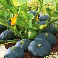 Патисон Гагат за 1 г