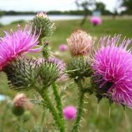 Розторопша плямиста за 0,3 г