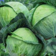 Капуста білоголова Сір F1 за 10 нас.