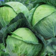 Капуста белокочанная Сир F1 за 10 сем.