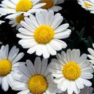 Ромашка лікарська за 0,1 г