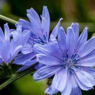 Цикорий лекарственный за 0,25 г