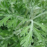 Полин Боже дерево за 0,1 г