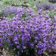 Змієголовник за 0,3 г