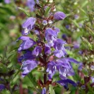 Змееголовник за 0,3 г