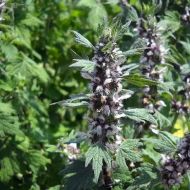 Пустырник (Собачья кропива)  за 0,1 г