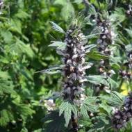 Пустырник (Собачья кропива)  за 0,1 г