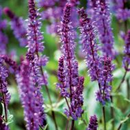 Шавлія лікарська за 0,2 г