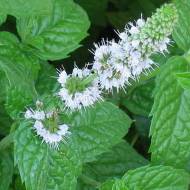 Шандра за 0,1 г