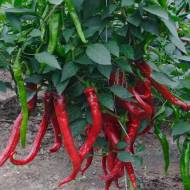 Перец Бараний рог за 0,2 г