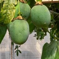 Маракуя за 5 сем.