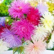 Астра Валькирия за 0,3 г