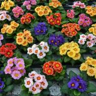 Примула Гігант селекта за 0,1 г