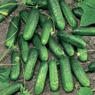 Огірок Марінда F1 за 10 нас.